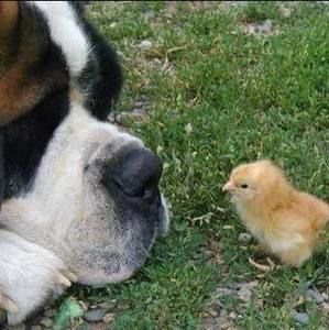 Meet your Posher, Candy